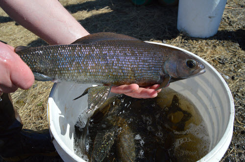 Our support of the Arctic Grayling Initiative is one way we’re helping to strengthen environmental stewardship and protect our state’s natural resources.
